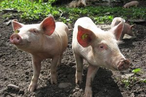 Rekategorizacija objekta za uzgoj svinja – rok za podnošenje zahtjeva 1. studeni